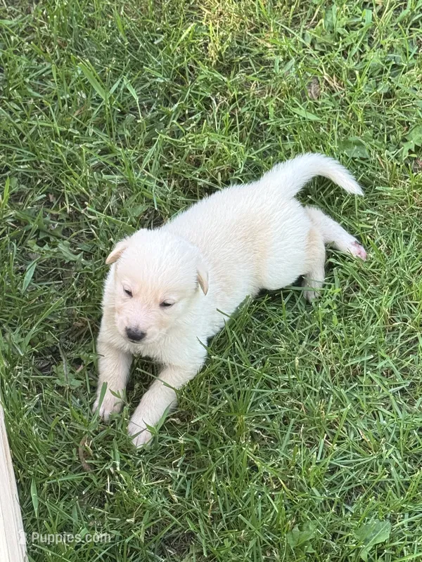 Loli – German Shepherd Dog puppy for sale in Minneapolis, MN