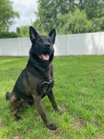 Loli, a female German Shepherd Dog for sale in Minneapolis, MN – 8 of 8