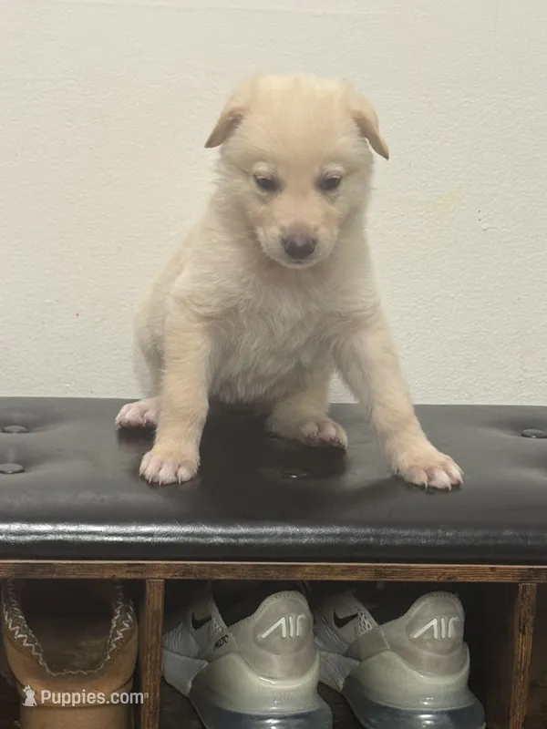 Loli – German Shepherd Dog puppy for sale in Minneapolis, MN