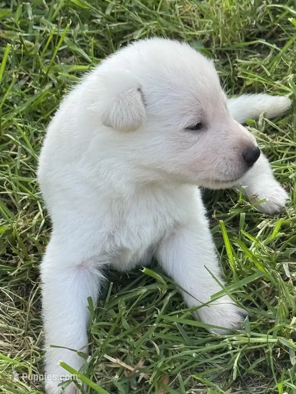 Max – German Shepherd Dog puppy for sale in Minneapolis, MN