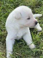 Max, a male German Shepherd Dog for sale in Minneapolis, MN – 1 of 1
