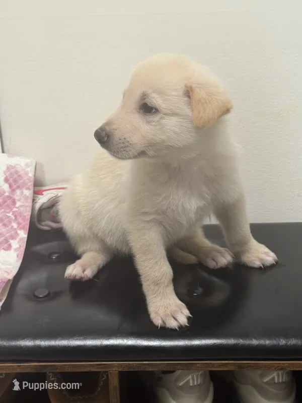 Max – German Shepherd Dog puppy for sale in Minneapolis, MN