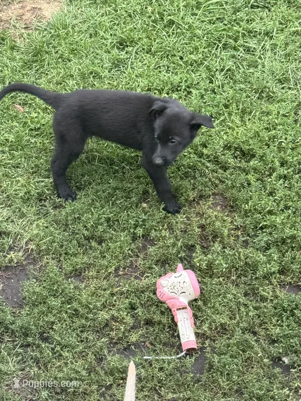Junior – German Shepherd Dog puppy for sale in Minneapolis, MN