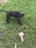 Junior, a male German Shepherd Dog for sale in Minneapolis, MN – 1 of 7