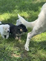 RiRi, a female German Shepherd Dog for sale in Minneapolis, MN – 11 of 11