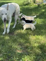 RiRi, a female German Shepherd Dog for sale in Minneapolis, MN – 10 of 11