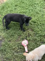 Junior, a male German Shepherd Dog for sale in Minneapolis, MN – 4 of 7
