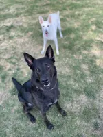Loli, a female German Shepherd Dog for sale in Minneapolis, MN – 7 of 8