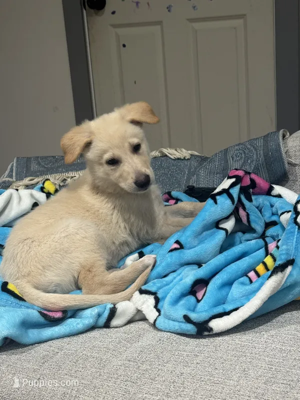 RiRi – German Shepherd Dog puppy for sale in Minneapolis, MN