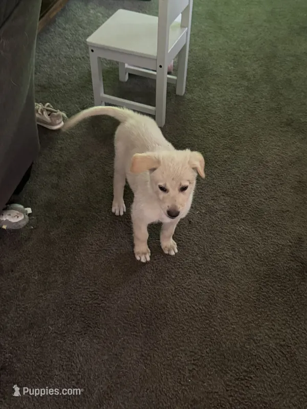 RiRi – German Shepherd Dog puppy for sale in Minneapolis, MN