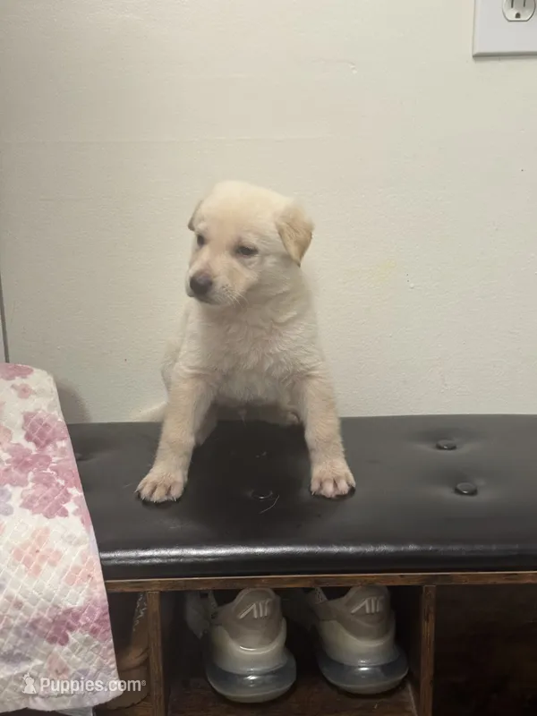 Tanner – German Shepherd Dog puppy for sale in Minneapolis, MN