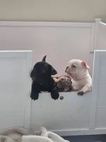 MALE 1, a male French Bulldog for sale in Lynchburg City, VA – Photo 3 of 4