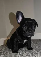 MALE 1, a male French Bulldog for sale in Lynchburg City, VA – Photo 1 of 4