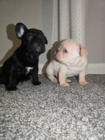 Male 2 , a male French Bulldog for sale in Lynchburg City, VA – Photo 4 of 4