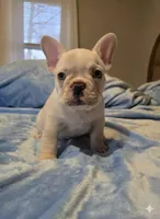 Male 2 , a male French Bulldog for sale in Lynchburg City, VA – Photo 1 of 4