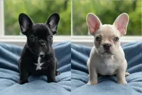 Male 2 , a male French Bulldog for sale in Lynchburg City, VA – Photo 2 of 4