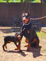 Doberman Pup, a female Doberman Pinscher for sale in Elgin, TX – 2 of 8
