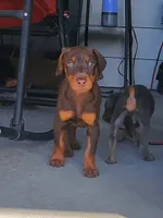 Doberman Pup, a female Doberman Pinscher for sale in Elgin, TX – 3 of 8