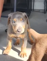 Doberman Pup, a female Doberman Pinscher for sale in Elgin, TX – 6 of 8