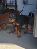 Doberman Pup, a female Doberman Pinscher for sale in Elgin, TX – 4 of 8
