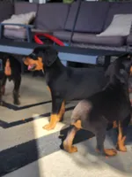 Doberman Pup, a female Doberman Pinscher for sale in Elgin, TX – 5 of 8
