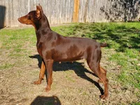Doberman Pup, a female Doberman Pinscher for sale in Elgin, TX – 1 of 8