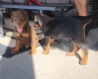 Doberman Pup, a female Doberman Pinscher for sale in Elgin, TX – 8 of 8