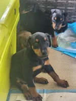 Doberman Pup, a female Doberman Pinscher for sale in Elgin, TX – 7 of 8