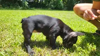 Elinor, a female French Bulldog for sale in Debary, FL – 2 of 10