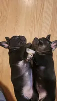 Chloe, a female French Bulldog for sale in Debary, FL – 4 of 5