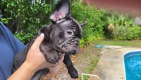 Elinor, a female French Bulldog for sale in Debary, FL – 6 of 10