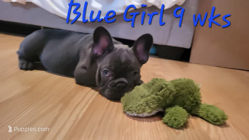 Abijean – French Bulldog puppy for sale in Debary, FL