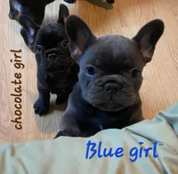 Abijean, a female French Bulldog for sale in Debary, FL – 7 of 9