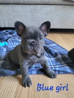 Abijean, a female French Bulldog for sale in Debary, FL – 5 of 9
