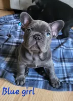 Abijean, a female French Bulldog for sale in Debary, FL – 2 of 9
