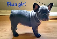 Abijean, a female French Bulldog for sale in Debary, FL – 6 of 9