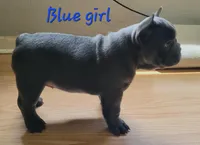 Abijean, a female French Bulldog for sale in Debary, FL – 4 of 9