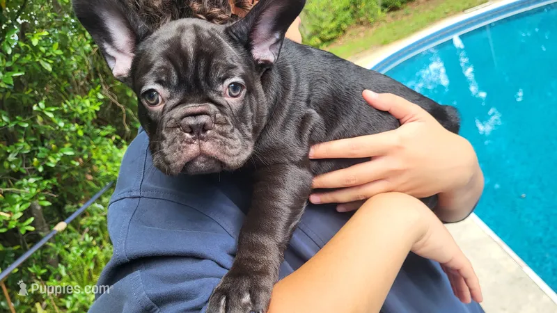 Koda – French Bulldog puppy for sale in Debary, FL