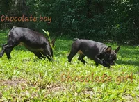 Elinor, a female French Bulldog for sale in Debary, FL – 3 of 10