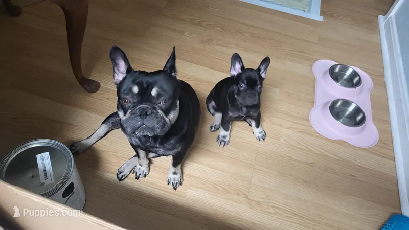 Chloe – French Bulldog puppy for sale in Debary, FL