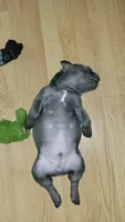 Aj, a male French Bulldog for sale in Debary, FL – 4 of 6