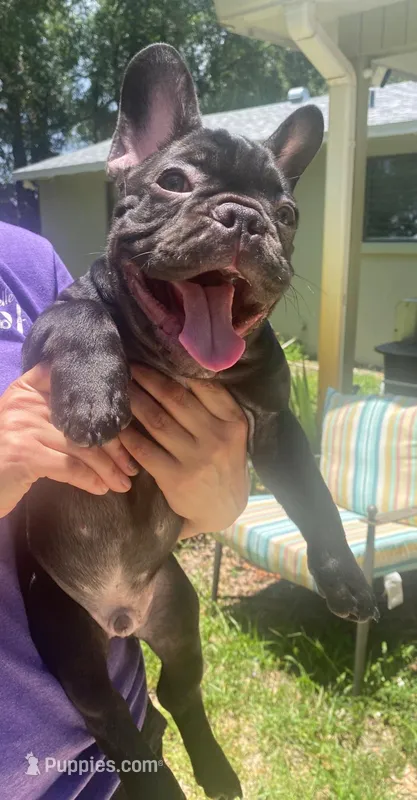 Koda – French Bulldog puppy for sale in Debary, FL