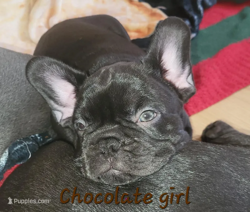 Elinor – French Bulldog puppy for sale in Debary, FL