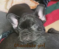 Elinor, a female French Bulldog for sale in Debary, FL – 5 of 6