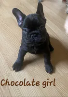 Elinor, a female French Bulldog for sale in Debary, FL – 2 of 6