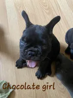 Elinor, a female French Bulldog for sale in Debary, FL – 4 of 6