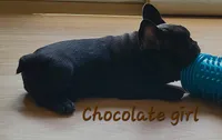 Elinor, a female French Bulldog for sale in Debary, FL – 6 of 6