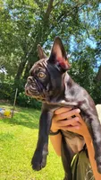Elinor, a female French Bulldog for sale in Debary, FL – 4 of 10