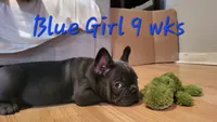 Abijean, a female French Bulldog for sale in Debary, FL – 3 of 9