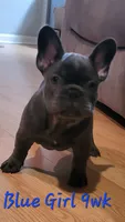 Abijean, a female French Bulldog for sale in Debary, FL – 8 of 9
